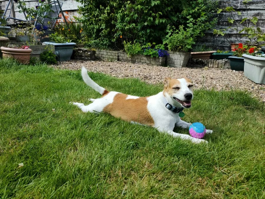A white and tan dog playing with a toy on the lawn
