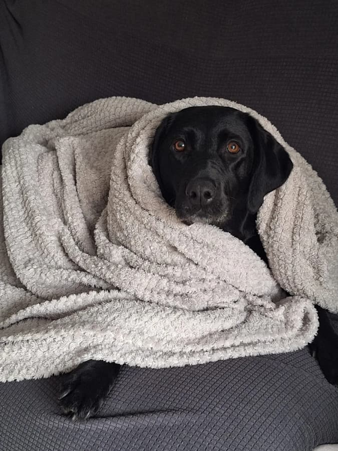 A black dog tucked into a soft blanket