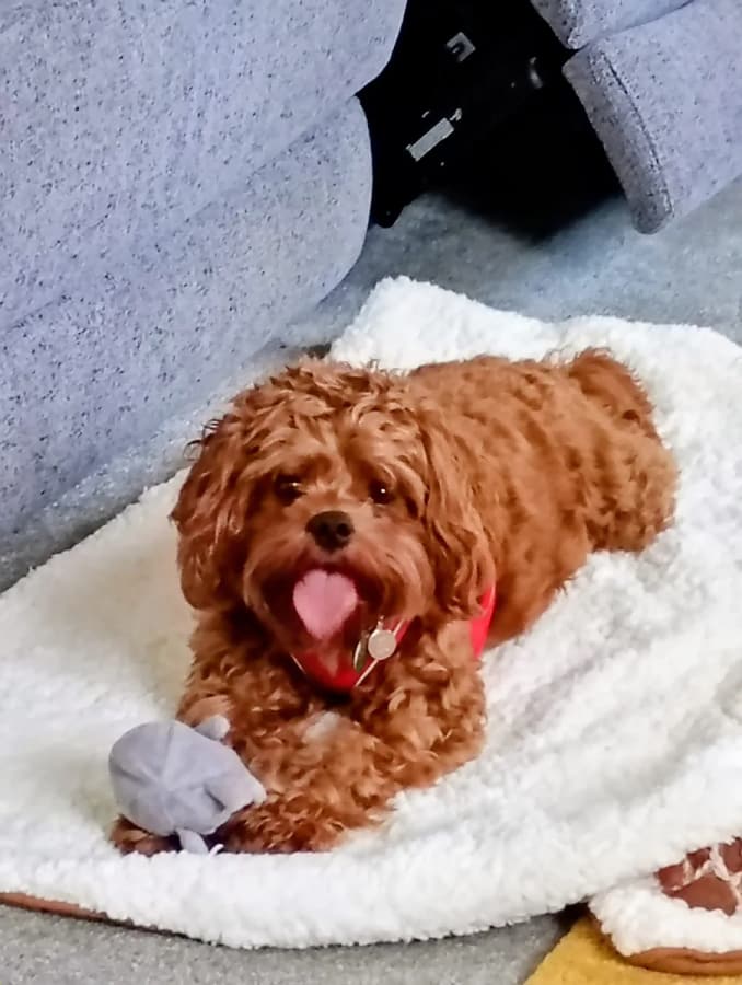 A curly-coated red dog relaxing on a soft blanket