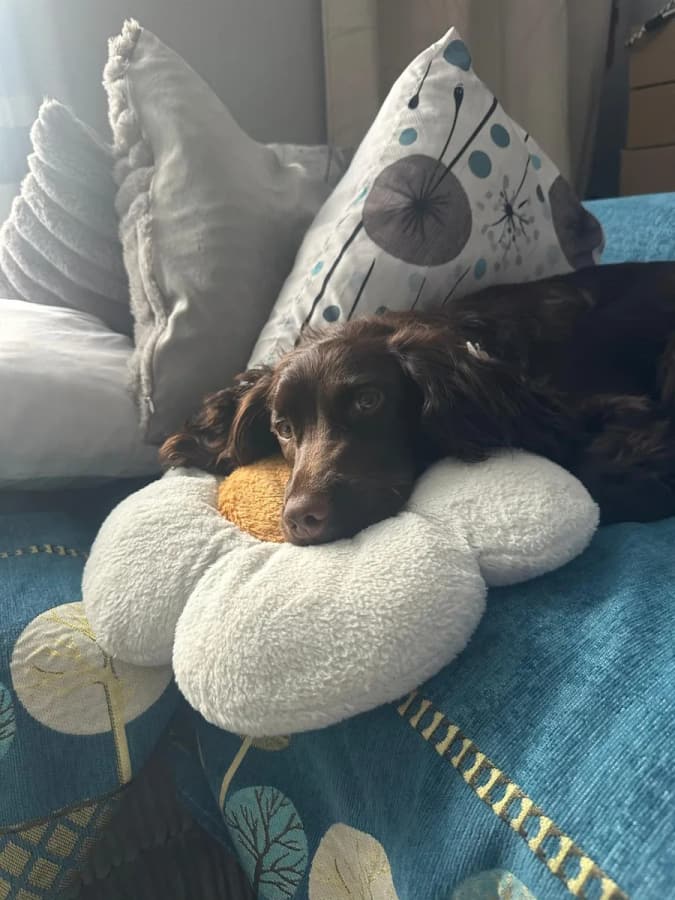 A small brown dog resting on cushions