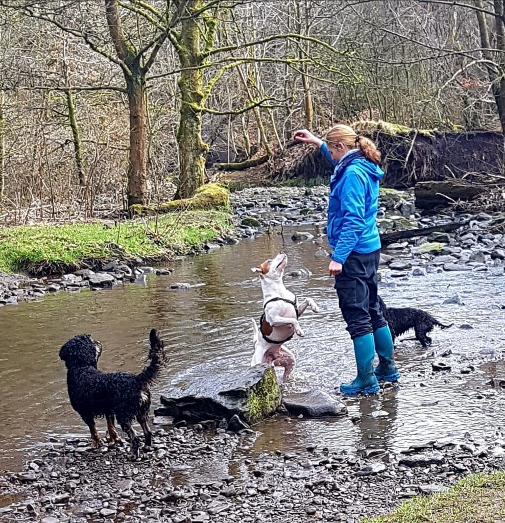 A Digs for Dogs dog walker with dogs beside a woodland stream