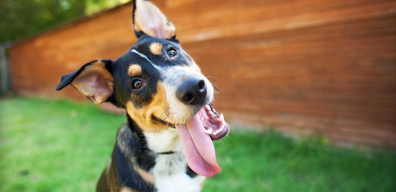 A happy dog enjoying the garden
