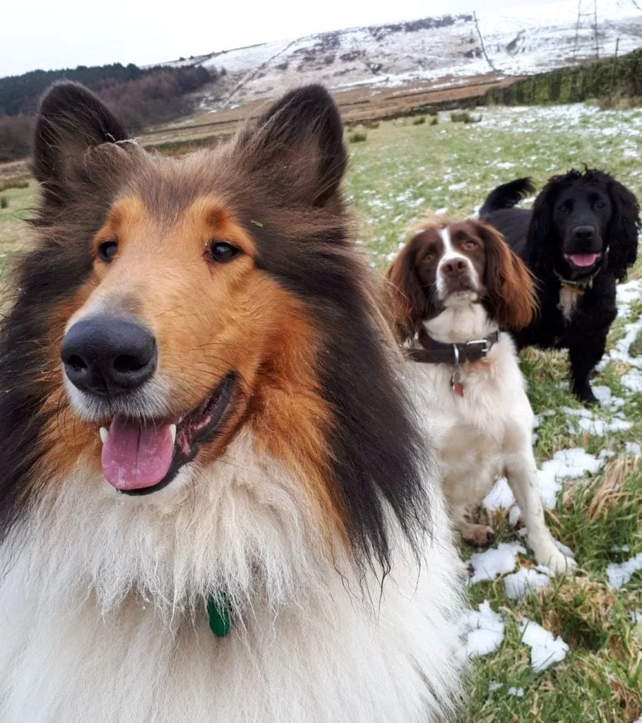 Three dogs together outdoors, with a collie in the foreground