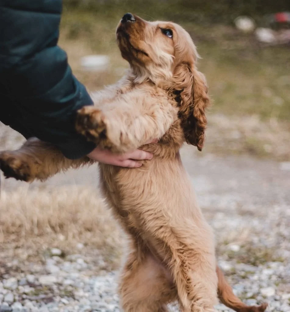 A golden puppy receiving gentle attention
