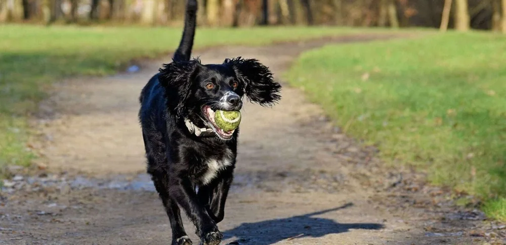 A black dog running along a path with a tennis ball
