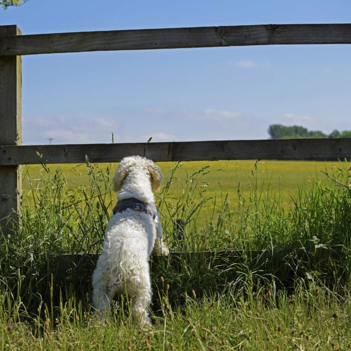 Dogs enjoying a walk with Digs for Dogs