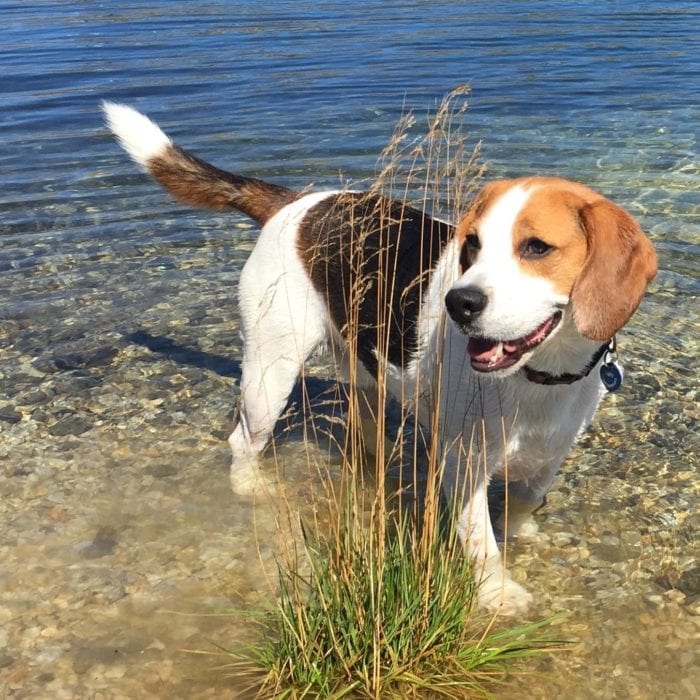 Dogs enjoying a walk with Digs for Dogs