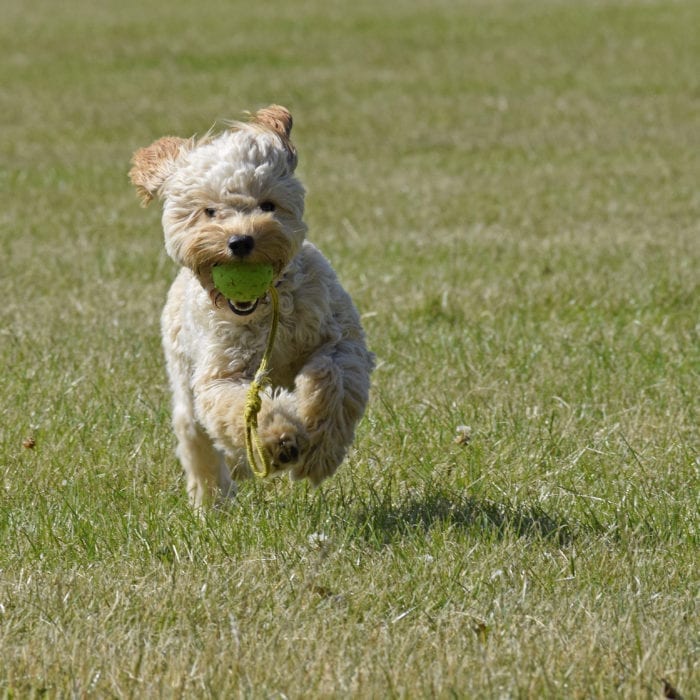 Dogs enjoying a walk with Digs for Dogs