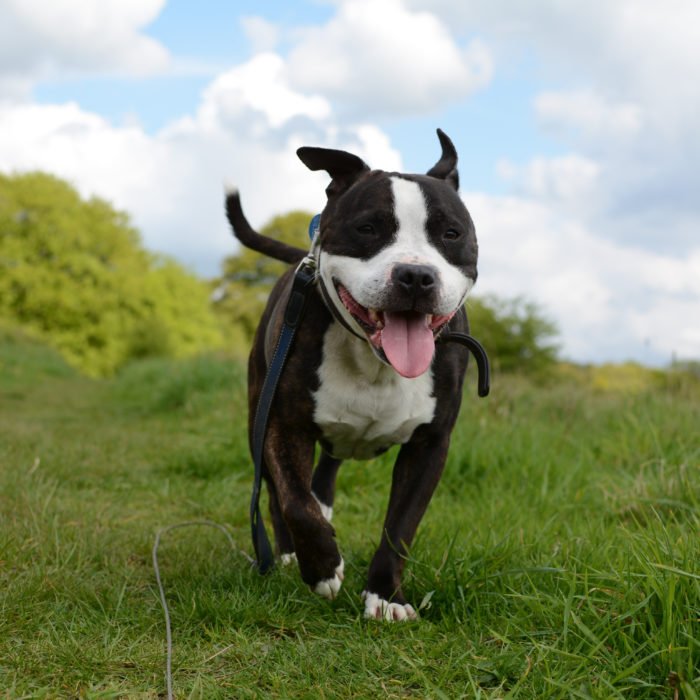 Dogs enjoying a walk with Digs for Dogs
