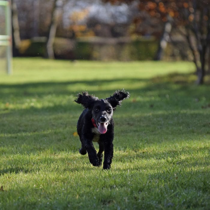 Dogs enjoying a walk with Digs for Dogs