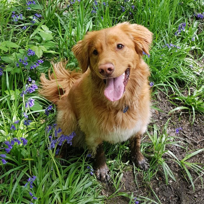 Dogs enjoying a walk with Digs for Dogs