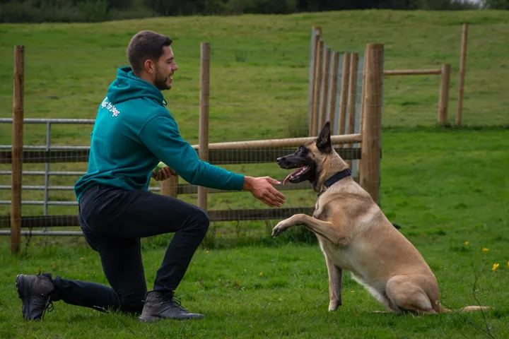 Julian kneeling beside a dog with its front paw raised