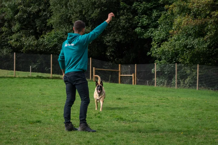Julian playing with a dog in a grassy field