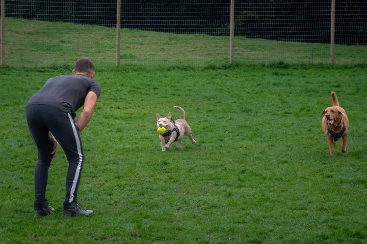 Dogs running towards Julian during playtime