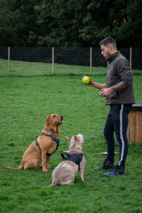 Julian holding a ball while two dogs sit nearby