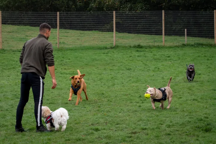 Julian with dogs playing together on the grass