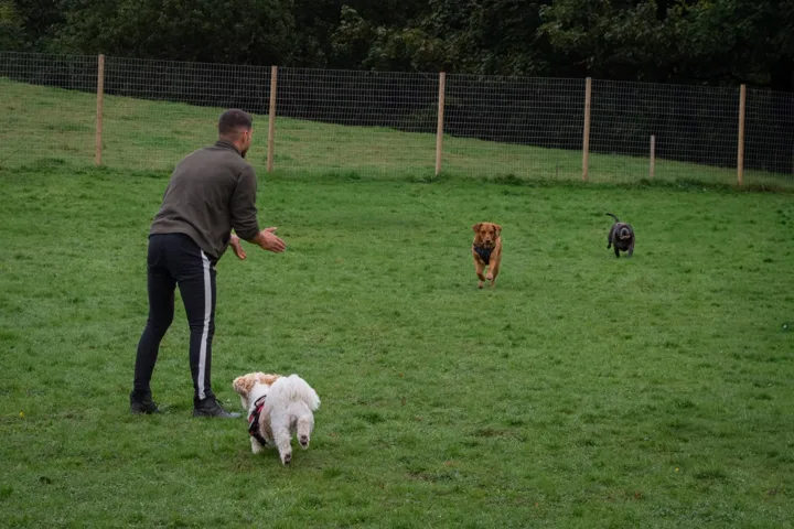 Julian playing fetch with a group of dogs