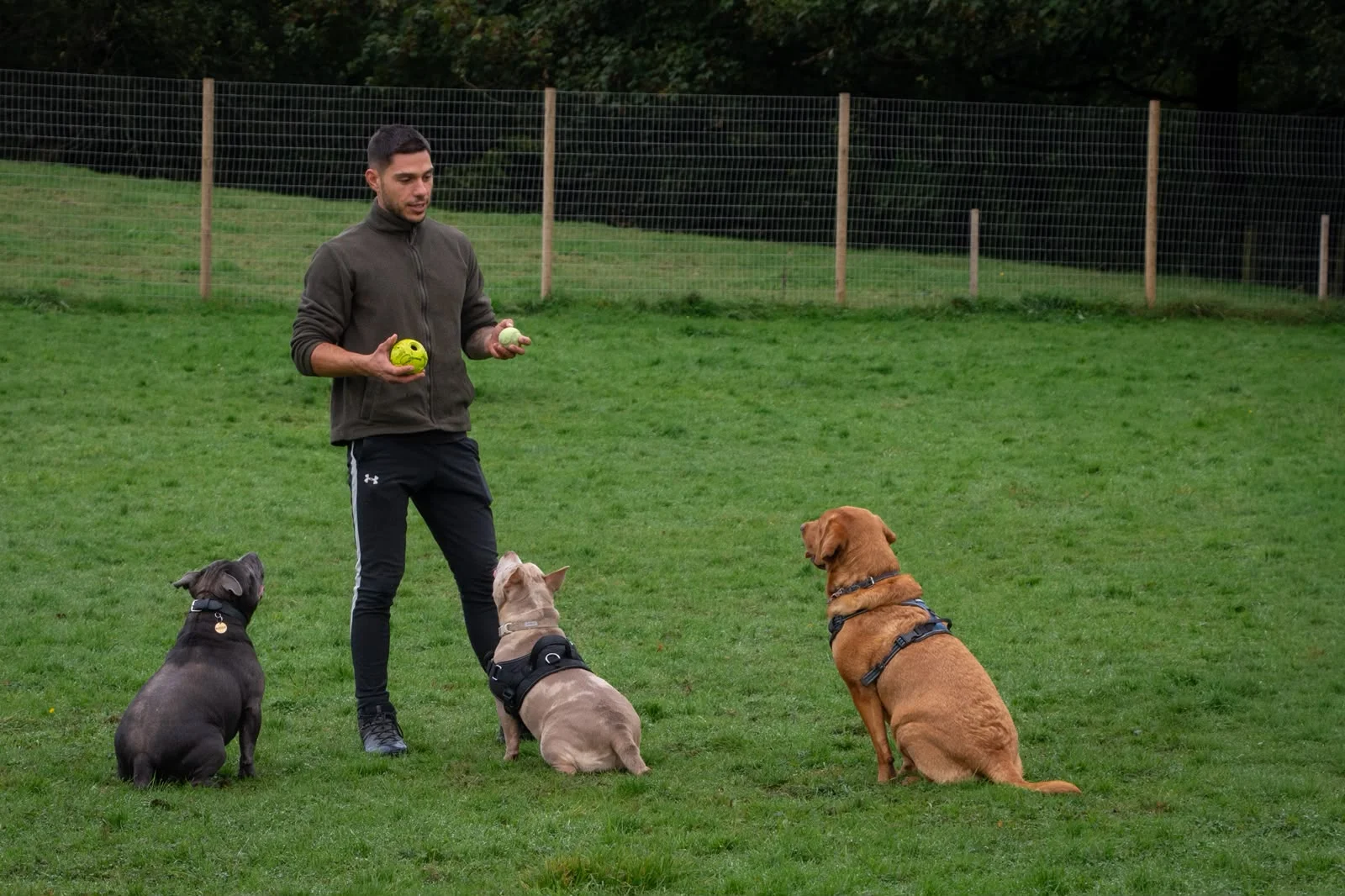 Three dogs sitting beside Julian as he holds a ball