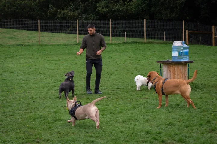Julian spending time with a group of dogs outdoors