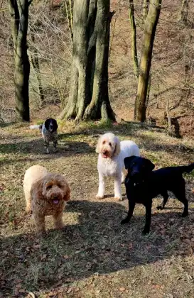 Dogs together on a woodland path