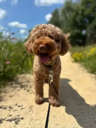 A curly-coated dog walking along a sunny path