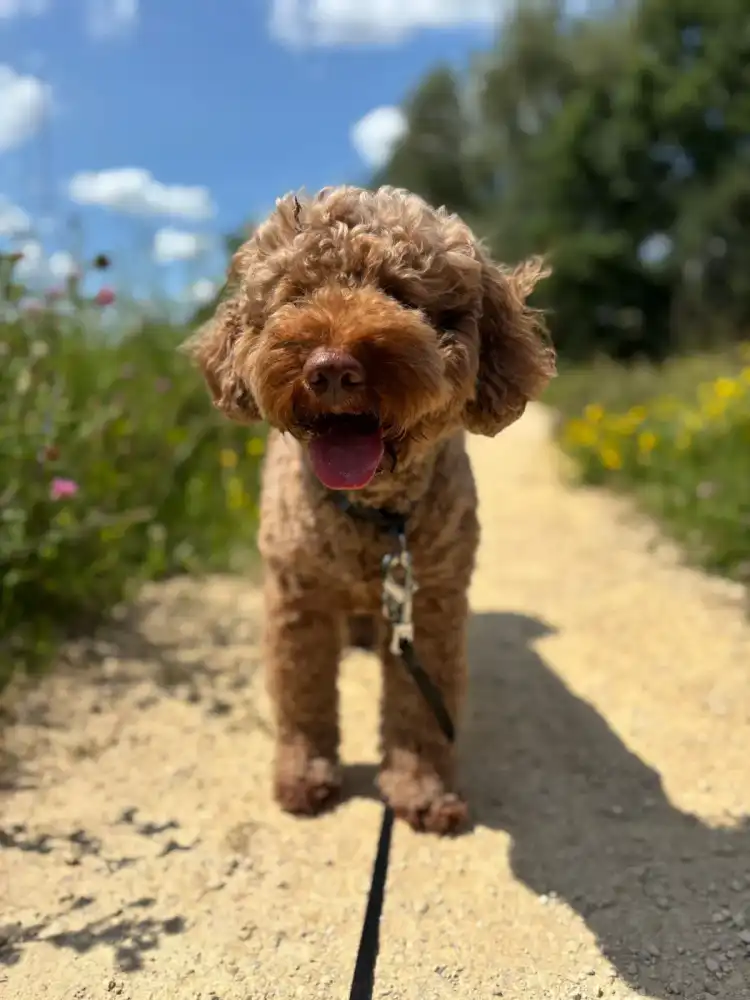 A curly-coated dog walking along a sunny path
