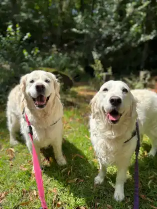 Two dogs on leads outdoors