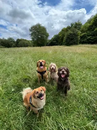 A group of dogs exploring a grassy field