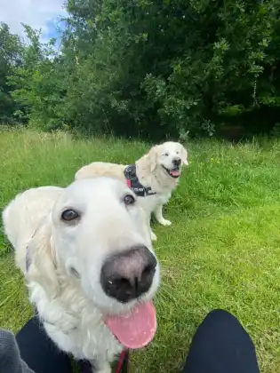 A white dog enjoying the sunshine