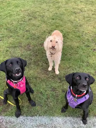 Three dogs looking up from the grass