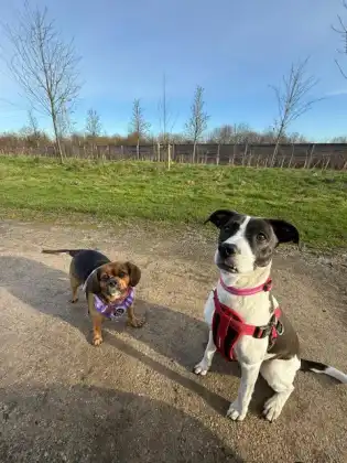 Two dogs beside a country path