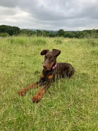 A brown dog relaxing in long grass