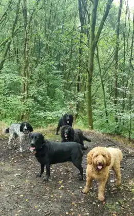 Dogs exploring a leafy woodland path